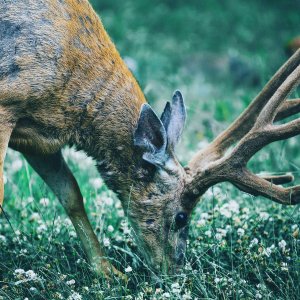 Mrigashira nakshatra 